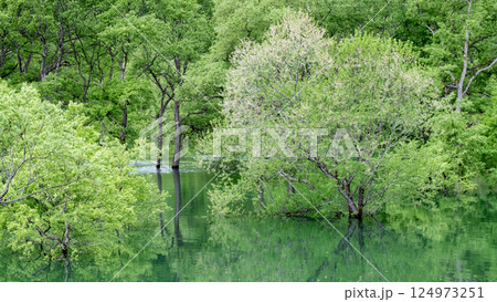 白川湖の水没林 白川湖の水没林 124973251