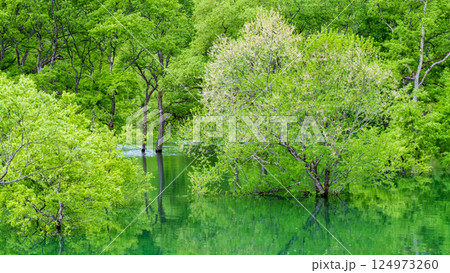 白川湖の水没林 124973260