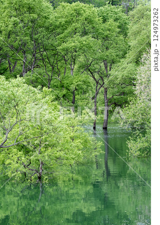 白川湖の水没林 白川湖の水没林 124973262