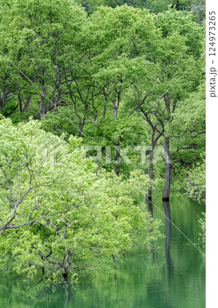 白川湖の水没林 124973265