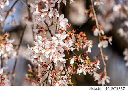 青空に映える満開の桜 青空に映える満開の桜 124973287