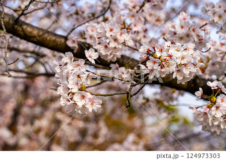 満開の桜の花 124973303