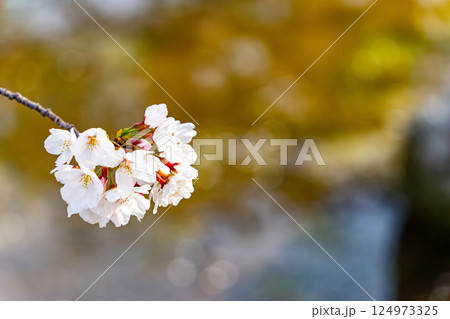 青空に映える桜 124973325