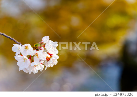 青空に映える桜 124973326