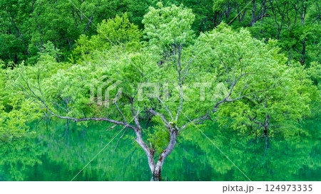白川湖の水没林 白川湖の水没林 124973335