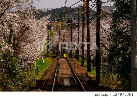 桜のトンネルを抜ける電車 124973361