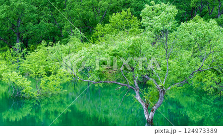 白川湖の水没林 124973389