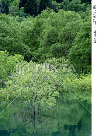 白川湖の水没林 124973390