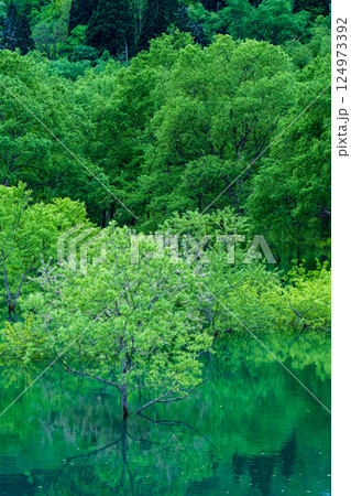白川湖の水没林 124973392