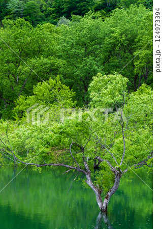 白川湖の水没林 124973394