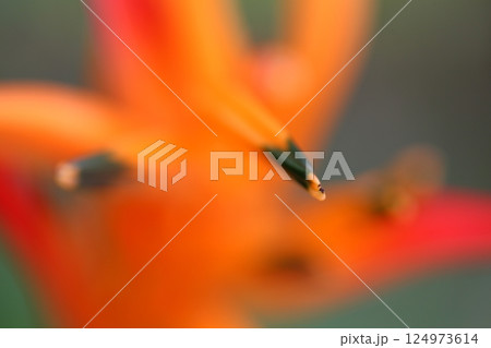 ヘリコニア・プシュタコルム 124973614