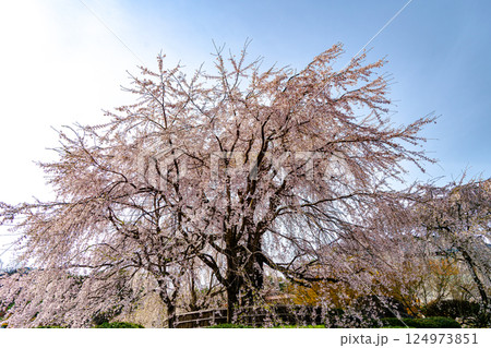 青空に映える満開の桜 124973851