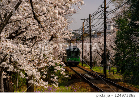 満開の桜の中を走る電車 124973868