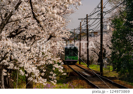 満開の桜の中を走る電車 124973869
