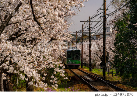満開の桜の中を走る電車 満開の桜の中を走る電車 124973870