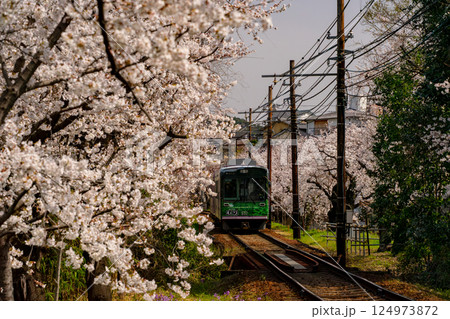 満開の桜の中を走る電車 124973872