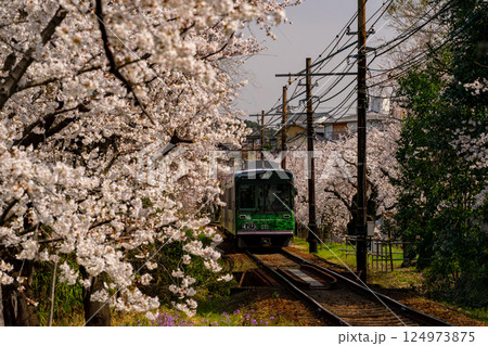 満開の桜の中を走る電車 124973875