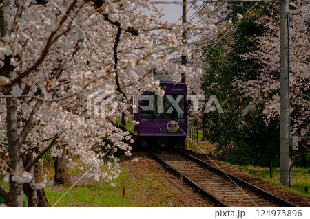 満開の桜の中を走る電車 満開の桜の中を走る電車 124973896