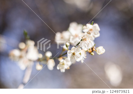 Close-up of white blossoms on a branch in spring. 124973921