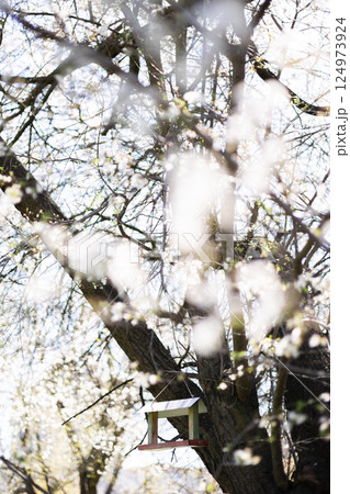 Bird feeder in a blooming tree. 124973924