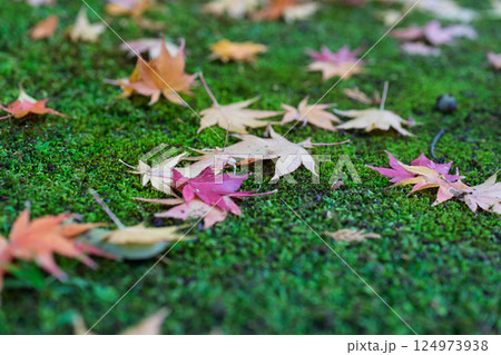 福井県若狭小浜市の紅葉まっさかりの明通寺を撮影 124973938