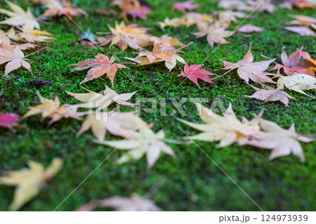 福井県若狭小浜市の紅葉まっさかりの明通寺を撮影 124973939