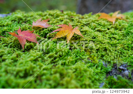 福井県若狭小浜市の紅葉まっさかりの明通寺を撮影 124973942