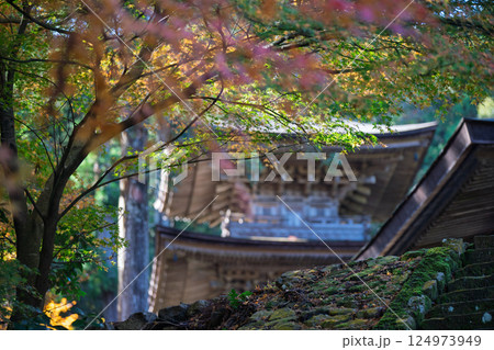福井県若狭小浜市の紅葉まっさかりの明通寺を撮影 124973949