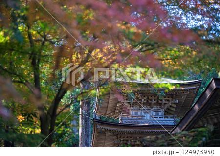 福井県若狭小浜市の紅葉まっさかりの明通寺を撮影 124973950