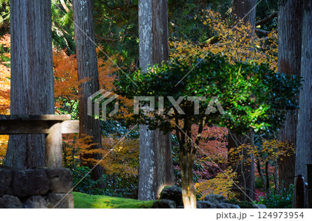 福井県若狭小浜市の紅葉まっさかりの明通寺を撮影 124973954