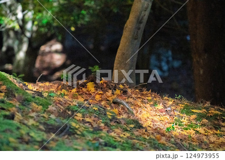 福井県若狭小浜市の紅葉まっさかりの明通寺を撮影 124973955