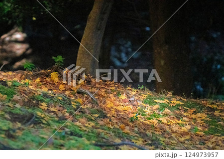 福井県若狭小浜市の紅葉まっさかりの明通寺を撮影 124973957