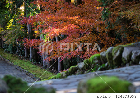 福井県若狭小浜市の紅葉まっさかりの明通寺を撮影 124973958