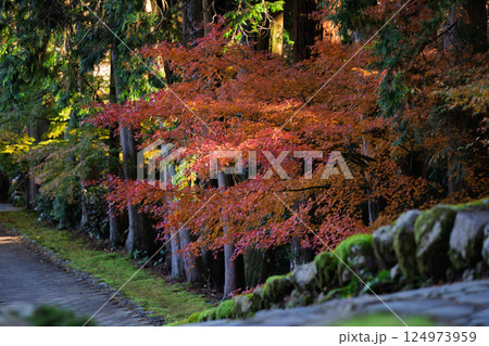 福井県若狭小浜市の紅葉まっさかりの明通寺を撮影 福井県若狭小浜市の紅葉まっさかりの明通寺を撮影 124973959