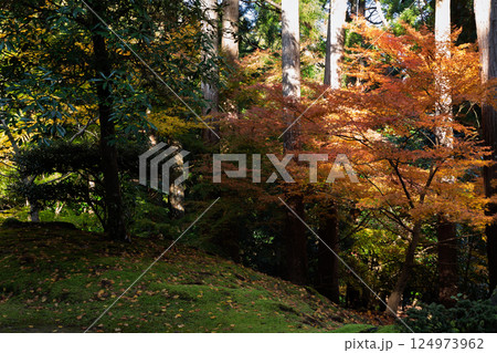 福井県若狭小浜市の紅葉まっさかりの明通寺を撮影 124973962