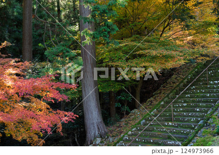 福井県若狭小浜市の紅葉まっさかりの明通寺を撮影 124973966