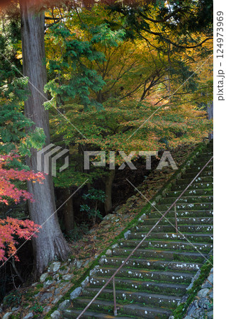 福井県若狭小浜市の紅葉まっさかりの明通寺を撮影 124973969