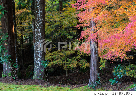 福井県若狭小浜市の紅葉まっさかりの明通寺を撮影 124973970