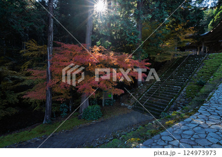 福井県若狭小浜市の紅葉まっさかりの明通寺を撮影 124973973