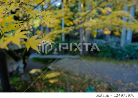 福井県若狭小浜市の紅葉まっさかりの明通寺を撮影 124973976