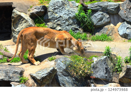 水を飲むライオン 124973988