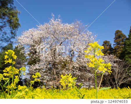 春の青空に映える菜の花と桜の風景 124974033