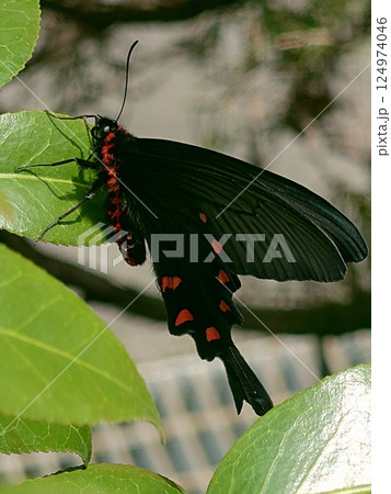 A black swallowtail butterfly 日本椿にとまるアゲハ蝶(クロアゲハ) 124974046