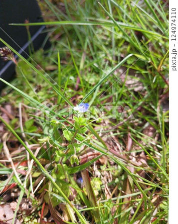 春の小花オオイヌノフグリ(2025年春、滋賀県長浜市、奥びわスポーツの森) 春の小花オオイヌノフグリ(2025年春、滋賀県長浜市、奥びわスポーツの森) 124974110