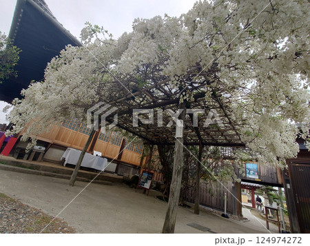 The white wisteria at old temple / 古刹寺院にある藤棚の白藤の花 The white wisteria at old temple / 古刹寺院にある藤棚の白藤の花 124974272