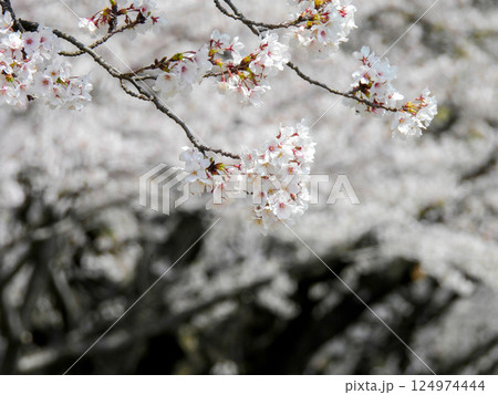 春の日差しを浴びて輝く満開の桜 春の日差しを浴びて輝く満開の桜 124974444