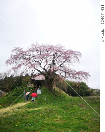 2025年桜上石の不動桜 124974451