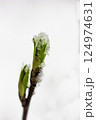 maple leaves are covered with melting snow 124974631