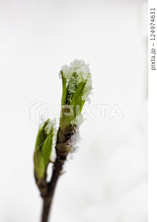 maple leaves are covered with melting snow maple leaves are covered with melting snow 124974631