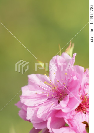 ピンクのかわいい桃の花　春の風景 124974783